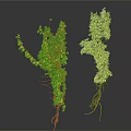 Lush Green Vines With Dense Leaves And Exposed Roots On White Background