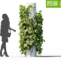 Lush Climbing Vines Covering White Pillar With Green Leaves Near Walking Woman