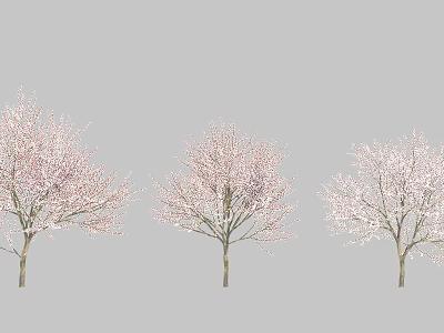 Three Beautiful Garden Trees With Pink Blossoms In Full Bloom 3d model