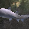 Large Grey Shark With Sharp Teeth Swimming In Marine Ecosystem