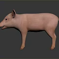 Realistic Pink Pig 3D Model Standing On Dark Background With Smooth Texture 3d model