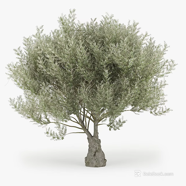 Mature Olive Tree With Thick Trunk And Lush Vibrant Green Foliage 3d model 