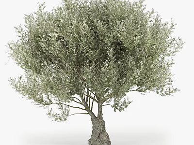 Mature Olive Tree With Thick Trunk And Lush Vibrant Green Foliage 3d model