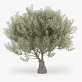 Mature Olive Tree With Thick Trunk And Lush Vibrant Green Foliage
