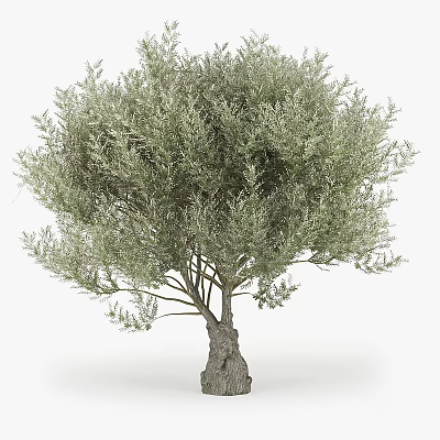 Mature Olive Tree With Thick Trunk And Lush Vibrant Green Foliage 3d model