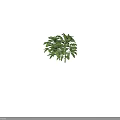 Healthy Green Leafy Crop Plant with Multiple Branches and Lush Green Leaves