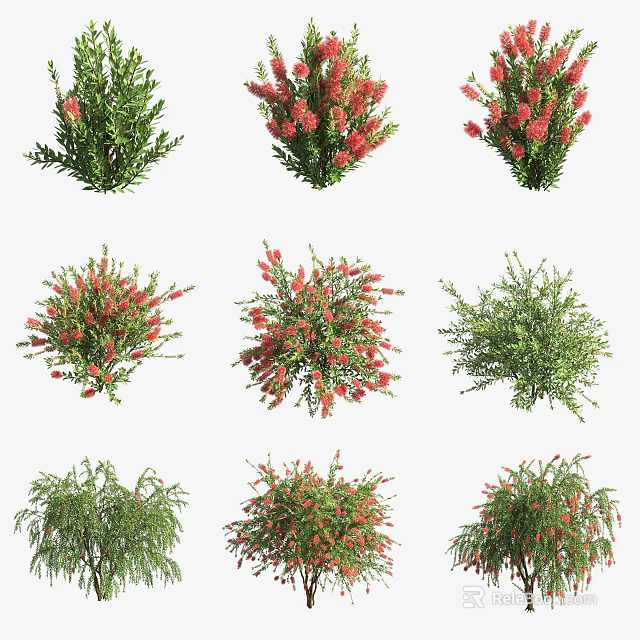 Different Types of Garden Shrubs with Green Leaves and Red Flowers 3d model 