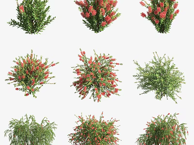 Different Types of Garden Shrubs with Green Leaves and Red Flowers 3d model