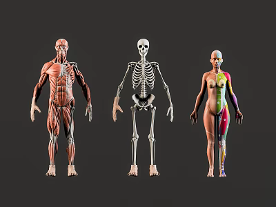 Full Body Human Anatomy Models Showing Muscle Skeleton And Organ Limb Structures 3d model