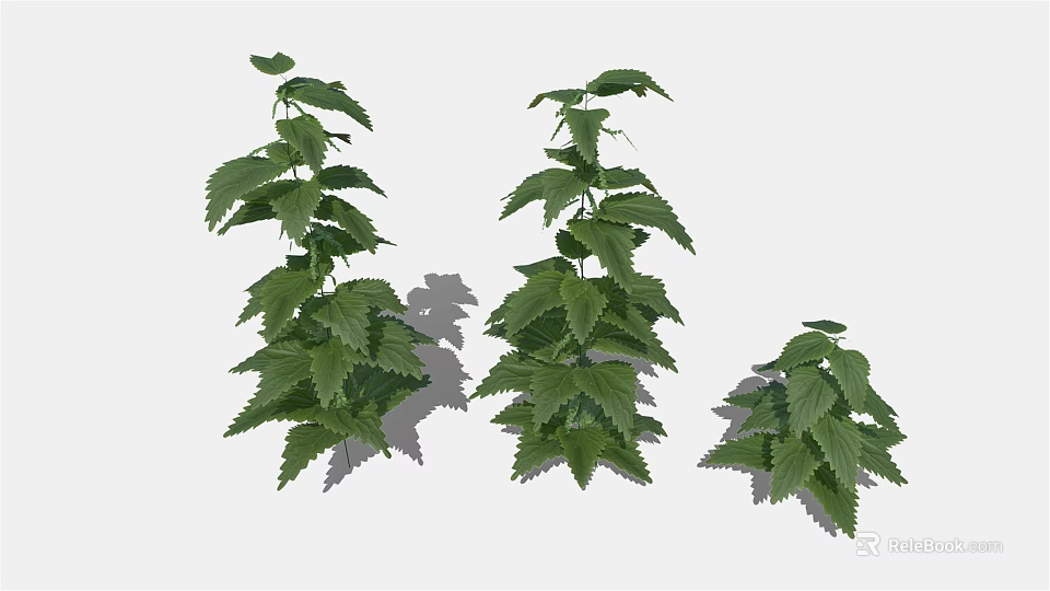Three Green Leafy Plants Of Different Sizes With Lush Fresh Foliage 3d model 