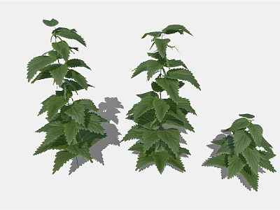 Three Green Leafy Plants Of Different Sizes With Lush Fresh Foliage 3d model