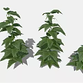 Three Green Leafy Plants Of Different Sizes With Lush Fresh Foliage
