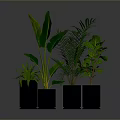 Healthy Green Indoor Plants in Black Pots on Gray Background