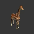 Giraffe 3D Model With Brown Spots And Long Neck Standing On Gray Background 3d model