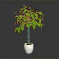 Indoor Green Leafy Plant with Lush Foliage and Brown Trunk in Shiny Silver Pot Against Grey Background