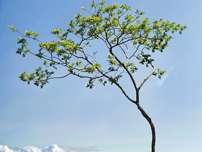Tall Arbor With Green Leaves And Slender Trunk Against Blue Sky And White Clouds 3d model