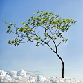 Tall Arbor With Green Leaves And Slender Trunk Against Blue Sky And White Clouds