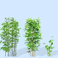 Lush Bamboo Clusters of Different Heights Against Light Blue Background