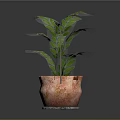 Potted Plant With Green Leaves In Terracotta Pot On Dark Background