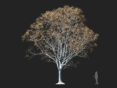 Tall Tree with White Trunk and Sparse Yellow Leaves Against Black Background and Human Silhouette 3d model