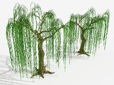 Graceful Willow Trees With Long Green Hanging Branches Trunks And Roots 3d model
