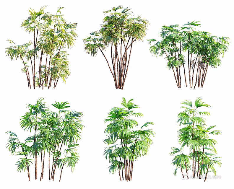 Different Arbor Tree Varieties Featuring Lush Green Foliage and Thin Trunks 3d model 