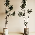 Artistic Bonsai Potted Plants With Curved Branches Lush Green Leaves And Woven Pots