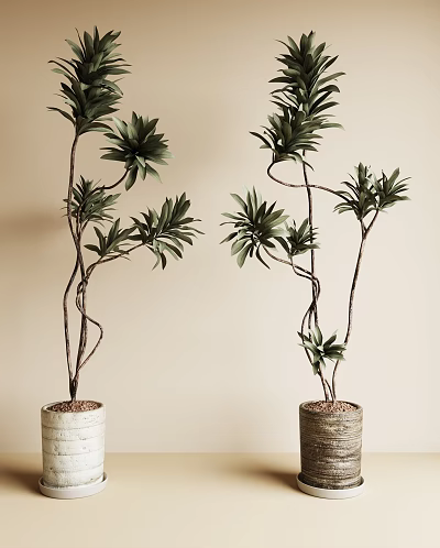 Artistic Bonsai Potted Plants With Curved Branches Lush Green Leaves And Woven Pots 3d model