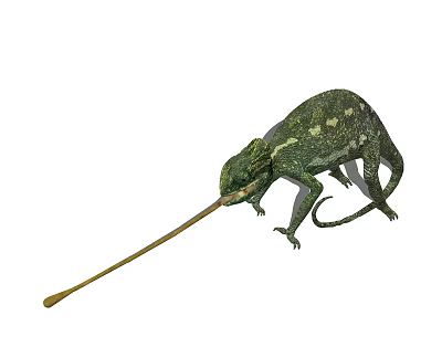 Green Reptile Chameleon Extending Long Tongue to Catch Insect Prey 3d model