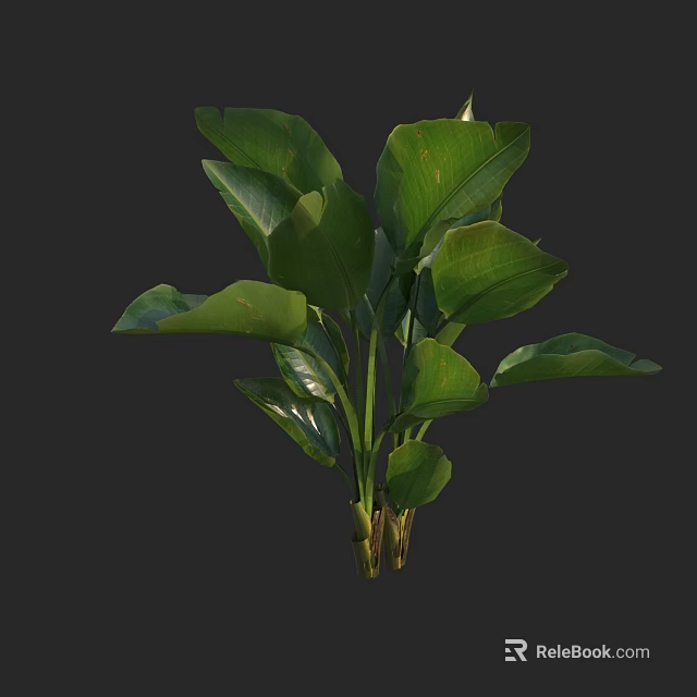 Lush Green Plant With Large Vibrant Leaves And Healthy Stems 3d model 