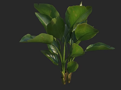 Lush Green Plant With Large Vibrant Leaves And Healthy Stems 3d model