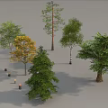 Various Types of Arbor Trees with Green and Yellow Foliage in Natural Scene