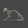 Detailed Animal Skeleton Display Model With Black Base And Bone Structure 3d model