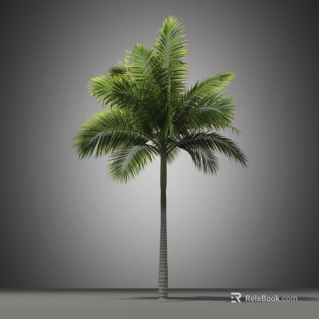 Tall Tropical Palm Tree With Lush Green Fronds And Straight Trunk 3d model 