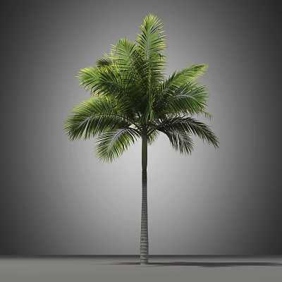 Tall Tropical Palm Tree With Lush Green Fronds And Straight Trunk 3d model