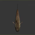 Realistic Brown And Orange Fish With Open Mouth Fins And Tail On Dark Background