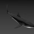 Realistic 3D Shark Model With Detailed Fin Sharp Teeth And Lifelike Features 3d model