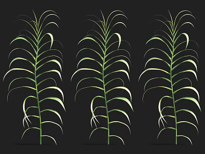 Tall Aquatic Plants With Curved Leaves And Slender Stems On Black Background 3d model