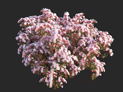 Blooming Shrub With Lush Pink And White Flowers And Red Branches 3d model