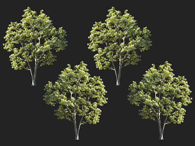 Green Arbor Trees With Lush Foliage And Various Growth Forms In Natural Setting 3d model
