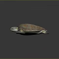 Colorful Sea Turtle With Vibrant Carapace And Detailed Flipper Texture