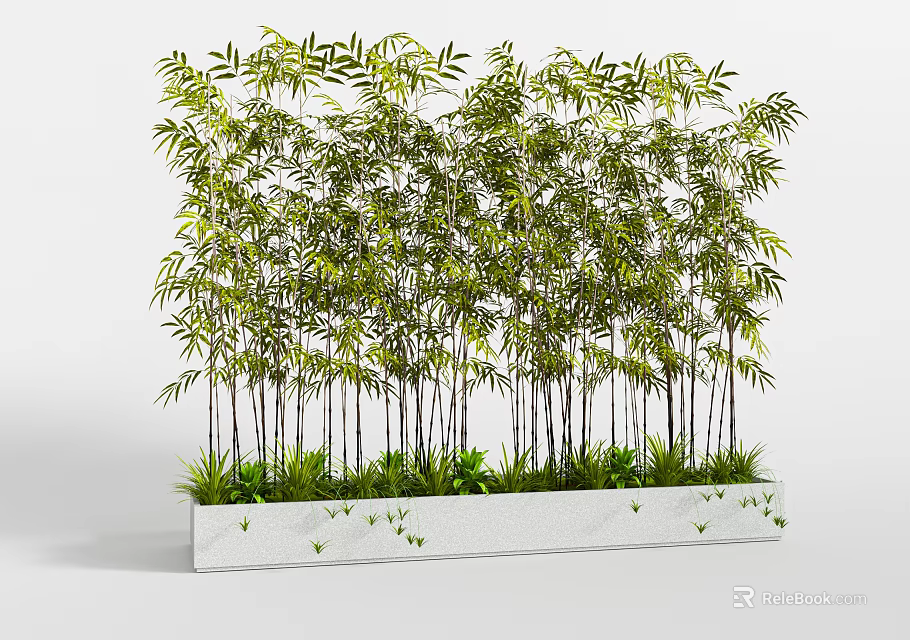 Lush Green Bamboo Plants In White Rectangular Planter With Slender Stems 3d model