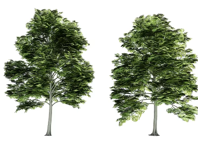 Two Lush Green Arbors With Dense Foliage And Straight Trunks In Natural Setting 3d model