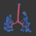 Human Lung Organ And Hair Structure Detailed 3D Model Anatomical Visualization 3d model