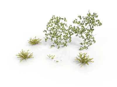 Natural Green Plants with Various Sizes and Different Shapes on White Background 3d model