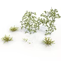 Natural Green Plants with Various Sizes and Different Shapes on White Background