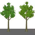 Two Trees With Green Leaves Brown Trunks And Shadows Against White Background 3d model