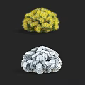 Various Green And Yellow Rounded Bushy Shrubs With Dense Leafy Foliage