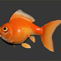 Vibrant Red Goldfish With Big Eyes Orange Scales And Reflection On Gray Background
