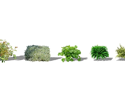 Various Ground Cover Plants For Garden Landscaping With Green Foliage 3d model